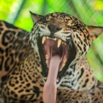 El-Nispero-Zoologico-y-Vivero-3-1