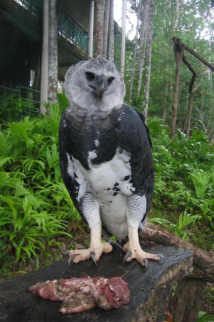 Harpy_Eagle_at_the_Summit_Botanical_Gardens_and_Zoo,_Panamá_(2004)