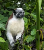 MONO TITI