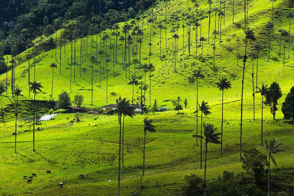 vistas de tour Salento-Colombia